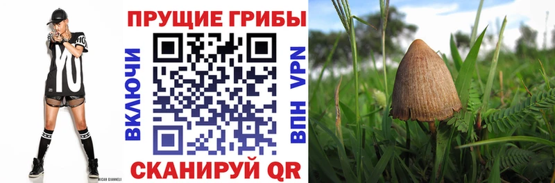 Псилоцибиновые грибы GOLDEN TEACHER  Конаково 